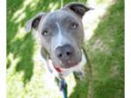 Adopt GRAY a Pit Bull Terrier, Mixed Breed
