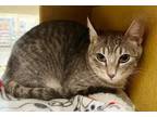 Adopt Danny Heartthrob a Tabby, Domestic Short Hair