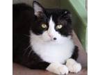 Adopt DiMeowgio a Domestic Short Hair