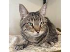 Adopt Petey a Domestic Short Hair