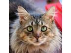 Adopt Palau a Domestic Medium Hair