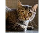 Adopt CJ a Domestic Short Hair