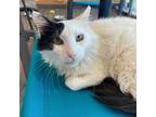 Adopt Dinkie a Domestic Medium Hair