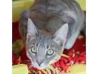 Adopt Pawtrick a Domestic Short Hair