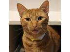 Adopt Silly Me a Domestic Short Hair