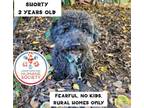 Adopt Shorty a Miniature Poodle, Mixed Breed
