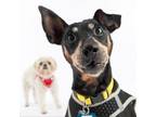 Adopt Boogie 11594 a Manchester Terrier