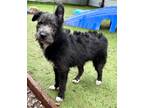 Adopt Menbosha a Wirehaired Terrier, Labrador Retriever