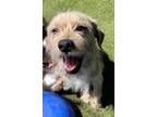 Adopt Mandu a Wirehaired Terrier, Dachshund