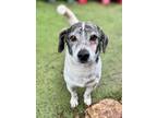 Adopt Yakitori a Beagle, Jack Russell Terrier