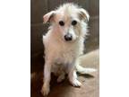 Adopt Fattoush a Wirehaired Terrier, Norwich Terrier