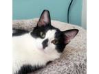 Adopt Archie a Domestic Short Hair