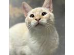 Adopt Colby Jack (CJ) a Domestic Short Hair