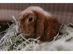 Adopt Lafayette a Holland Lop