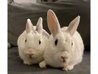 Adopt Bolt & Alba a Bunny Rabbit, Dutch