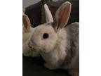 Adopt Bolt a Bunny Rabbit, Dutch