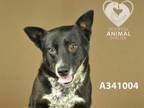 Adopt BINGO a Australian Cattle Dog / Blue Heeler, Mixed Breed