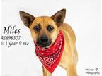 Adopt Dog a German Shepherd Dog, Mixed Breed