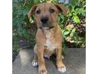 Adopt Christopher a American Staffordshire Terrier