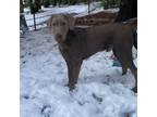 Adopt Shep - Foster Needed or potential adopter a Labrador Retriever