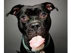 Adopt ONYX a Pit Bull Terrier