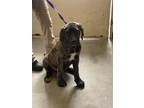 Adopt DALE a Mastiff