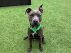 Adopt OCEAN a Pit Bull Terrier