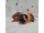 Adopt Happy & Baby a Guinea Pig