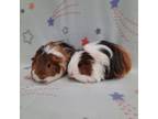 Adopt Basil & Thyme a Guinea Pig