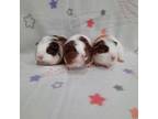 Adopt Oak & Oakley & Cedar a Guinea Pig