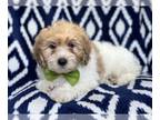 Lhasa-Poo PUPPY FOR SALE ADN-764890 - Carter
