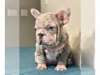 French Bulldog PUPPY FOR SALE ADN-765093 - PINK LILAC MERLE VELVET ROPE