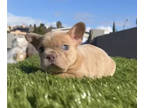 French Bulldog PUPPY FOR SALE ADN-765101 - ISABELLA MERLE