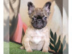 French Bulldog PUPPY FOR SALE ADN-765103 - PIEDS FAWNS FLUFFYS