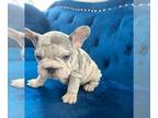 French Bulldog PUPPY FOR SALE ADN-765104 - LILAC MERLE PINK VELVET ROPE