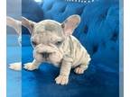 French Bulldog PUPPY FOR SALE ADN-765120 - LILAC MERLE PINK VELVET ROPE