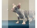 French Bulldog PUPPY FOR SALE ADN-765137 - LILAC BOYS