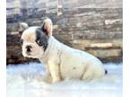 French Bulldog PUPPY FOR SALE ADN-765140 - PIEDS FAWNS FLUFFYS