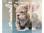French Bulldog PUPPY FOR SALE ADN-765174 - PINK LILAC MERLE VELVET ROPE