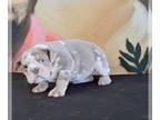 English Bulldog PUPPY FOR SALE ADN-765175 - LILAC TRI MERLE