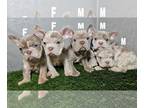 French Bulldog PUPPY FOR SALE ADN-764977 - New shades fluffy carriers