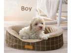 Maltipoo-Poodle (Toy) Mix PUPPY FOR SALE ADN-764869 - Maltipoo