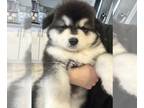 Alaskan Malamute PUPPY FOR SALE ADN-764892 - Black male puppy