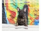 French Bulldog PUPPY FOR SALE ADN-765081 - French bulldog velvet big rope