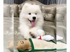 Samoyed PUPPY FOR SALE ADN-764965 - Ellie the Samoyed puppy