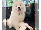 Samoyed PUPPY FOR SALE ADN-764967 - Stunning Samoyed puppy