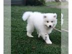 Samoyed PUPPY FOR SALE ADN-764968 - Female Samoyed puppy