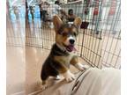 Pembroke Welsh Corgi PUPPY FOR SALE ADN-764969 - Healthy Corgi puppy