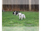 Border Collie PUPPY FOR SALE ADN-765064 - Border Collie Puppies