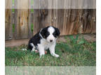 Border Collie PUPPY FOR SALE ADN-765072 - Border Collie Puppies